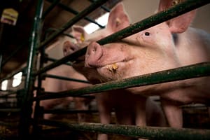 Macrogranjas y su efecto en el medio ambiente y bienestar animal